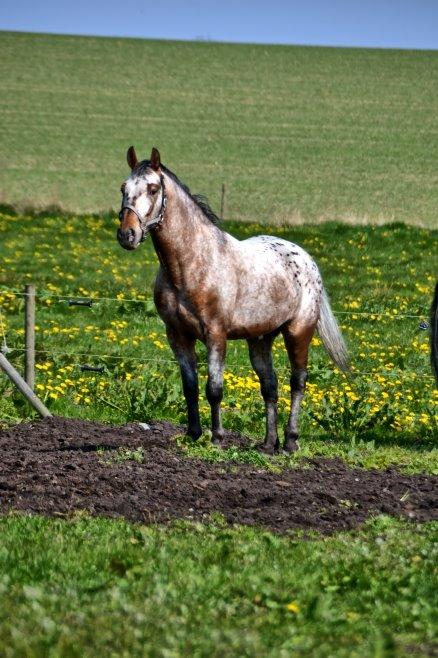 Anden særlig race Titon - Kong Triton SOLGT - Titon maj 2014 billede 5