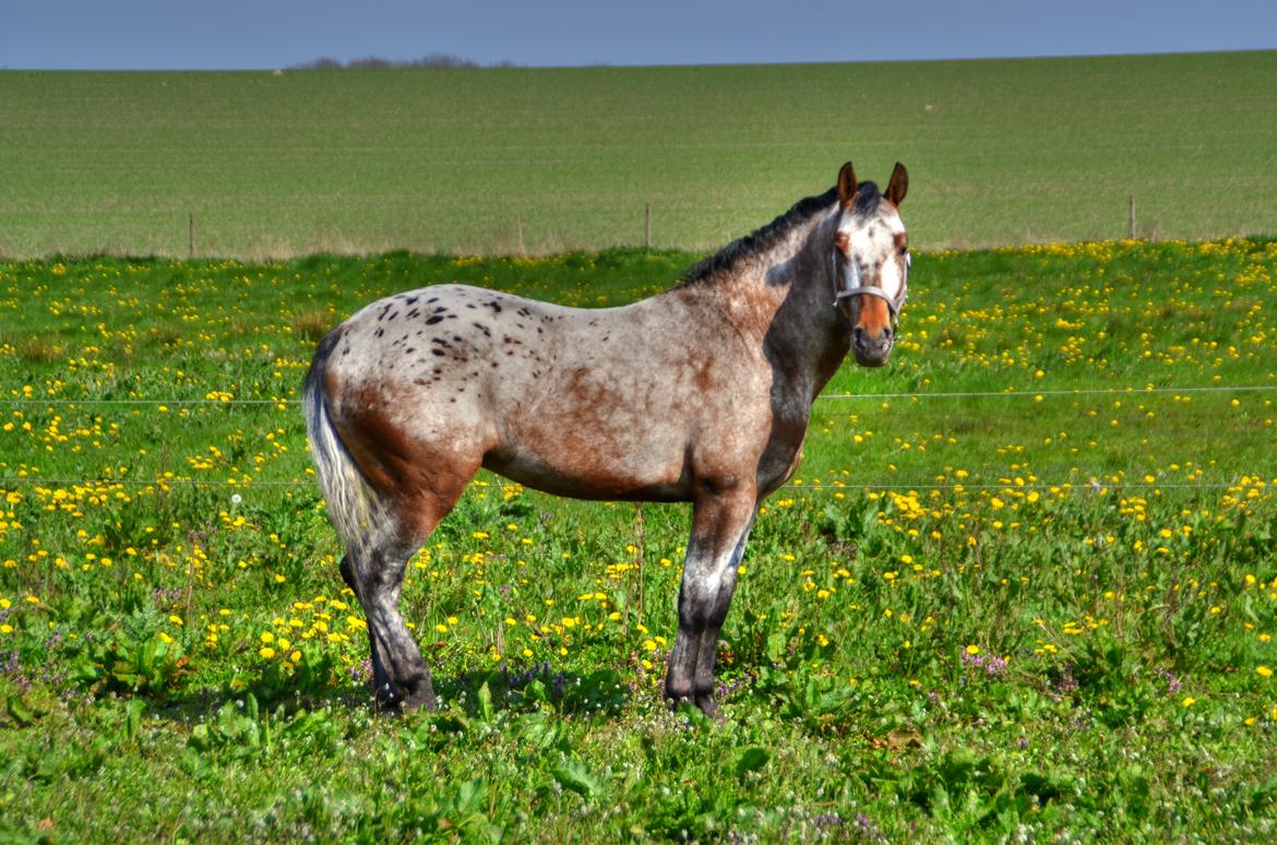 Anden særlig race Titon - Kong Triton SOLGT - Titon maj 2014 billede 11