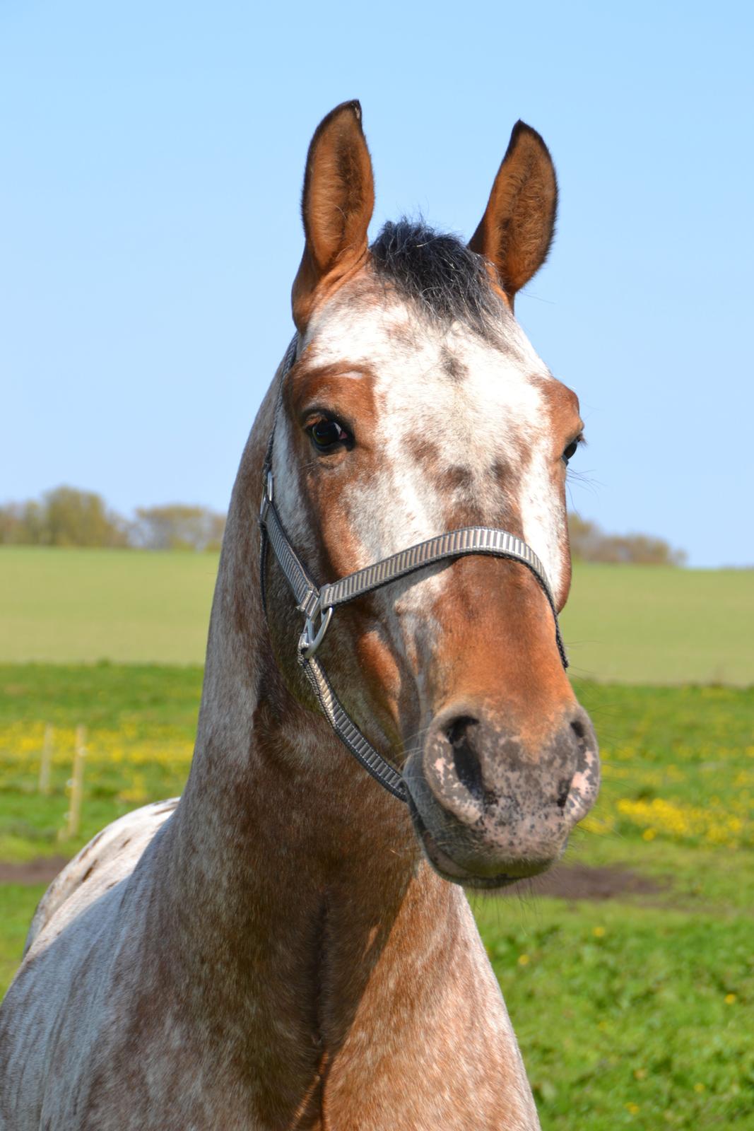 Anden særlig race Titon - Kong Triton SOLGT - Titon maj 2014 billede 14