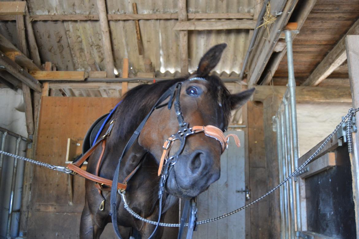 Traver Maja simoni billede 16