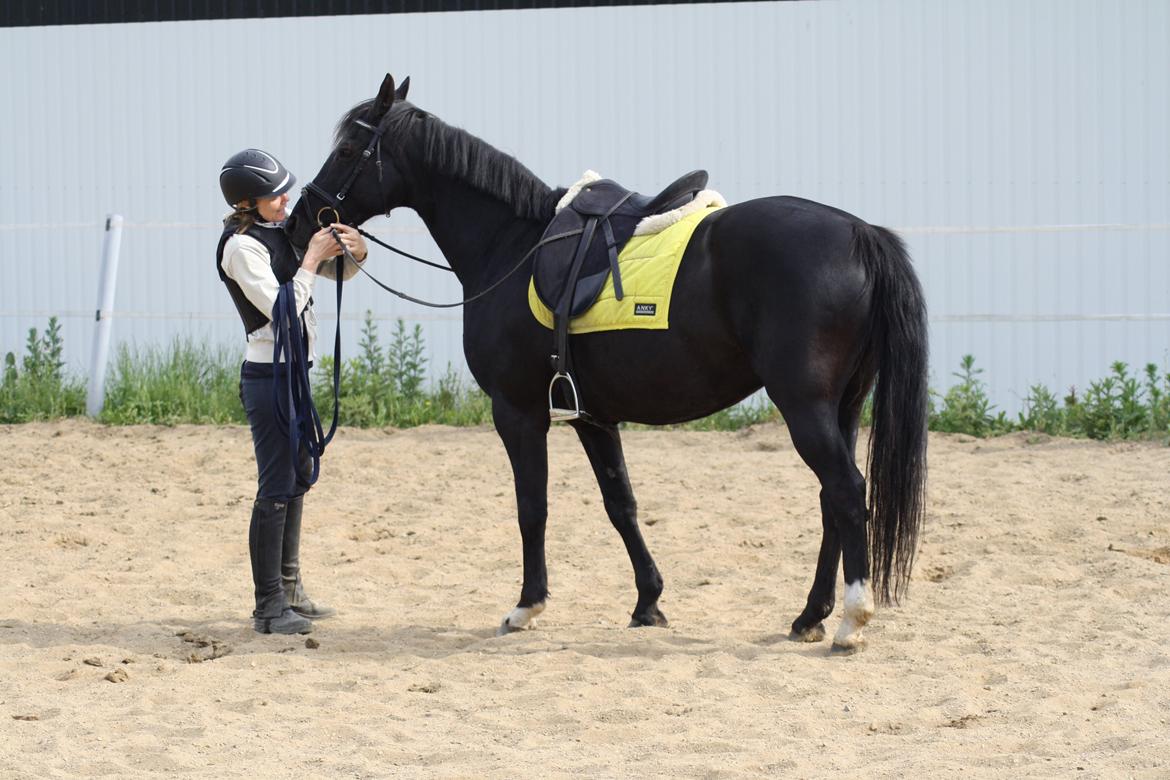 Anden særlig race Dansk varmblod - Zoya billede 19