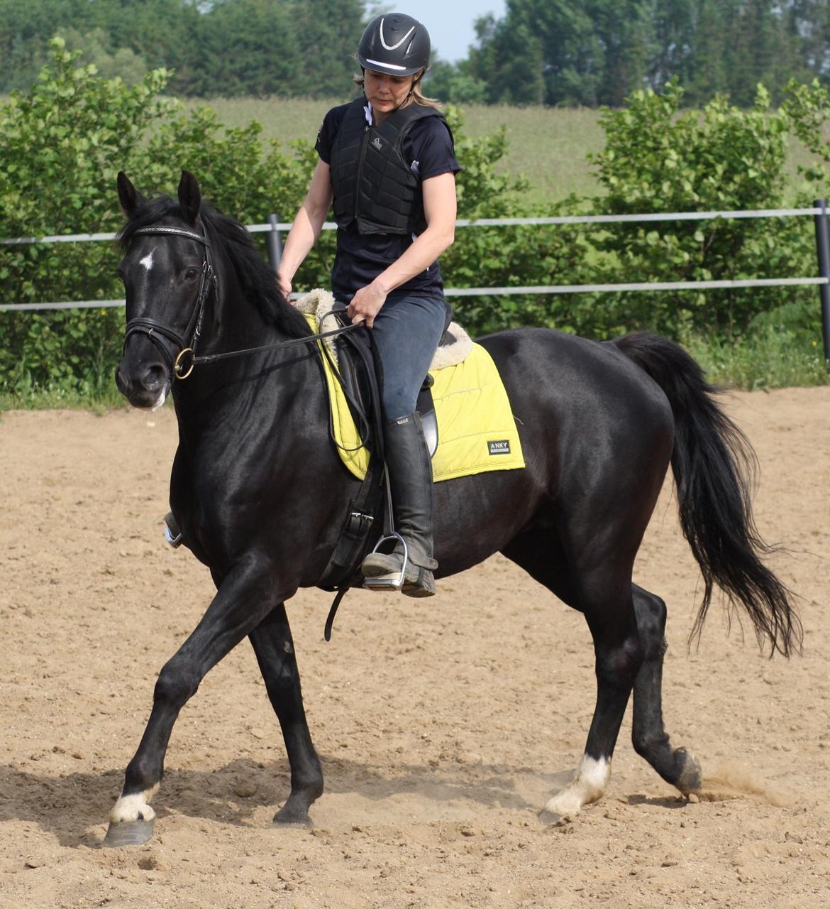 Anden særlig race Dansk varmblod - Zoya billede 2