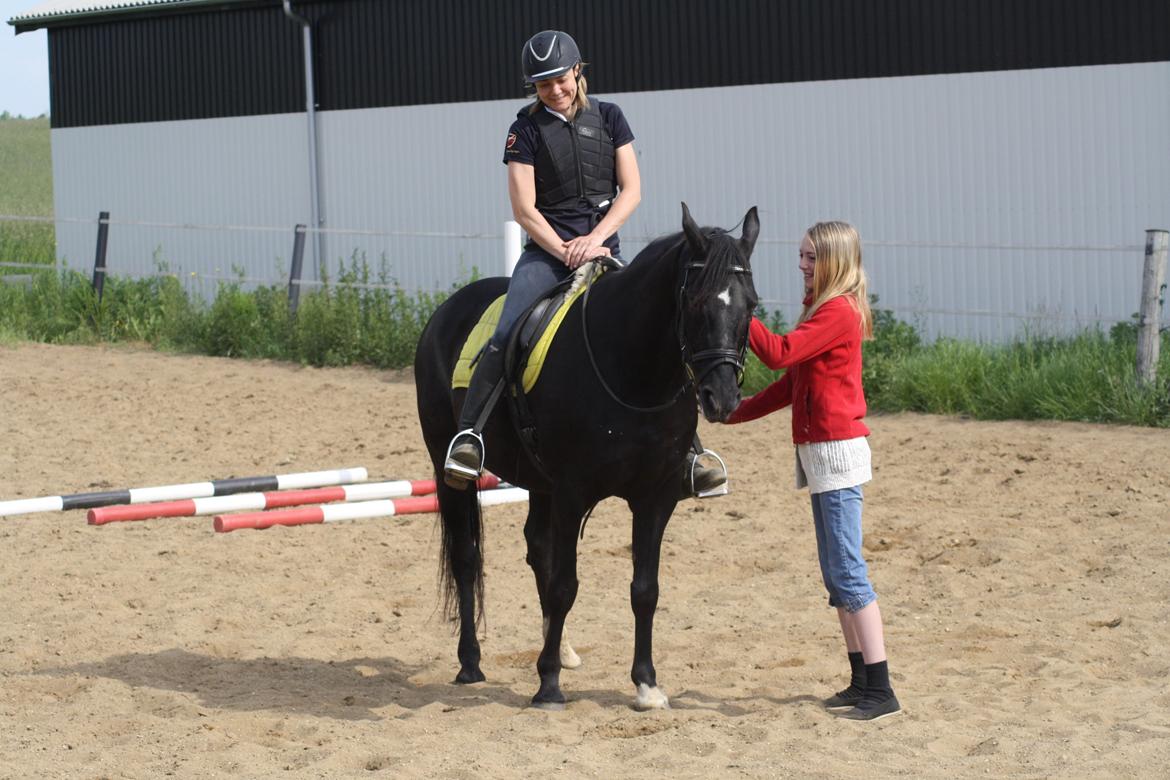 Anden særlig race Dansk varmblod - Zoya billede 21