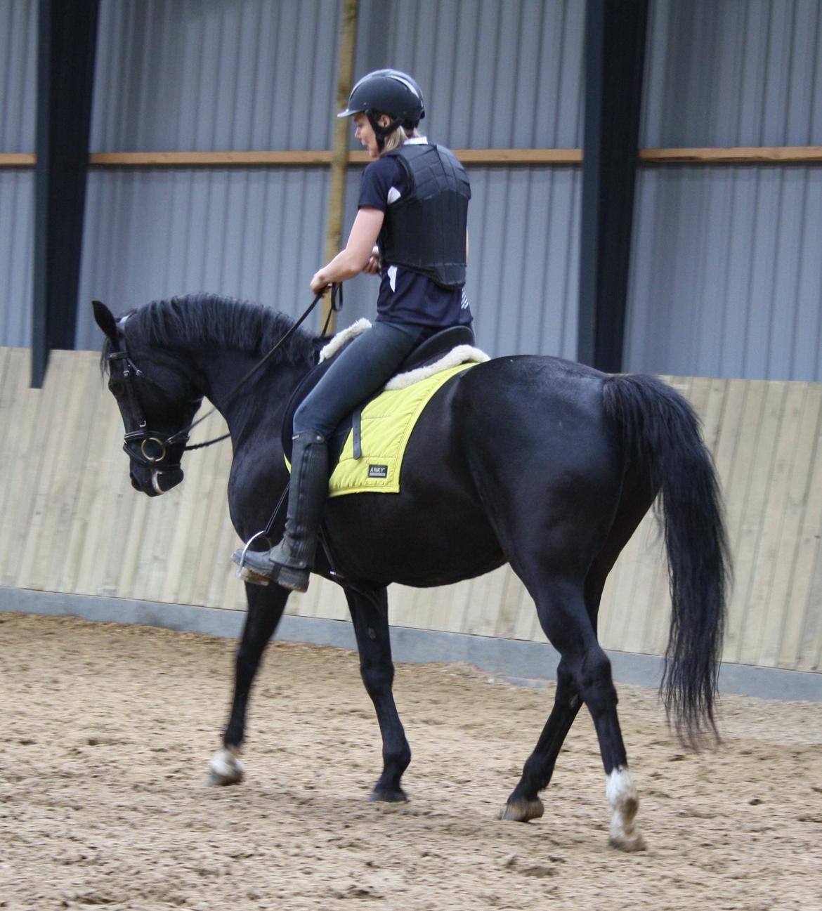 Anden særlig race Dansk varmblod - Zoya billede 1