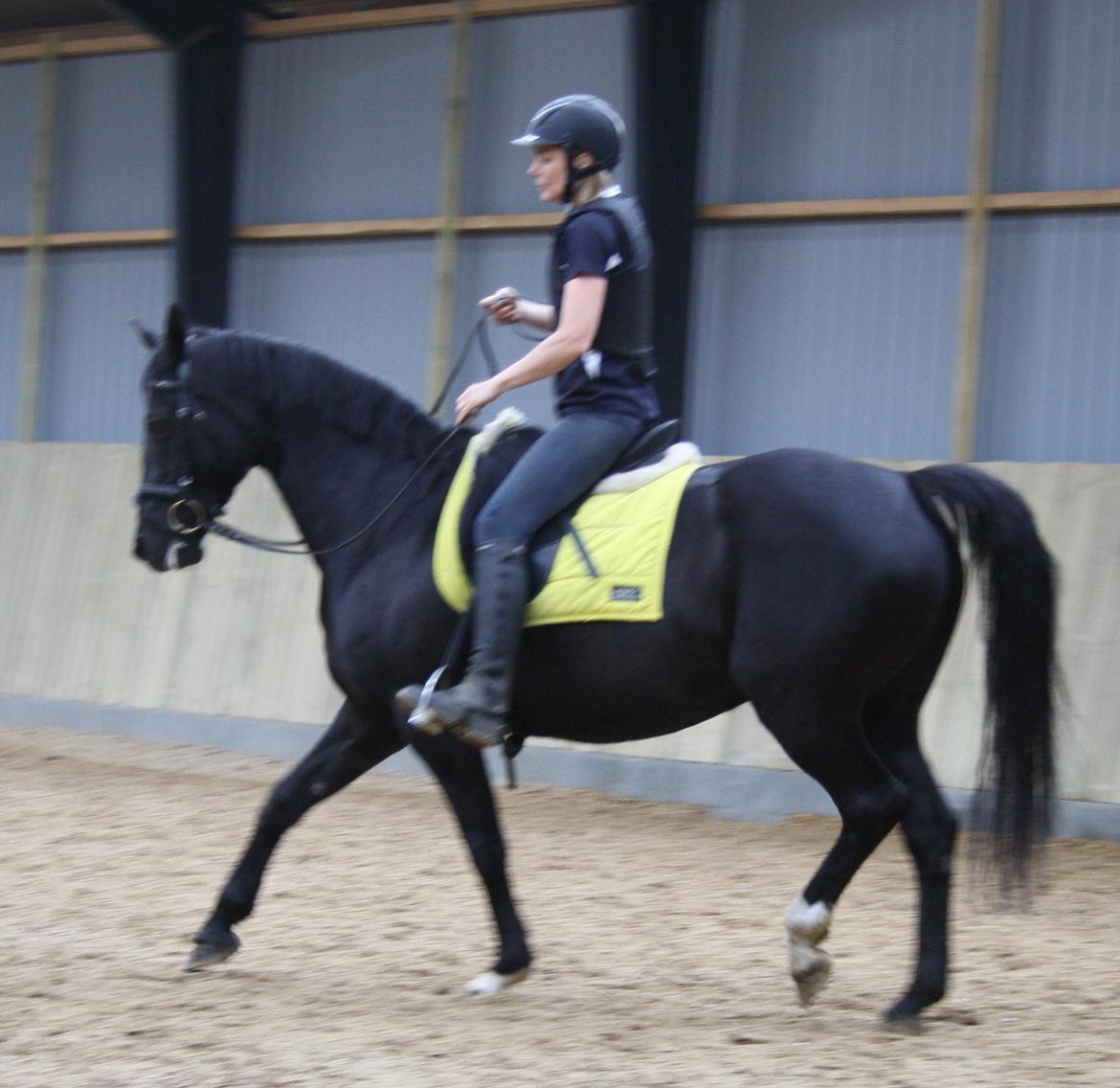 Anden særlig race Dansk varmblod - Zoya billede 22