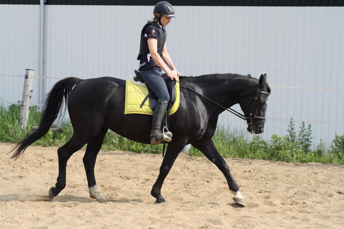 Anden særlig race Dansk varmblod - Zoya billede 20