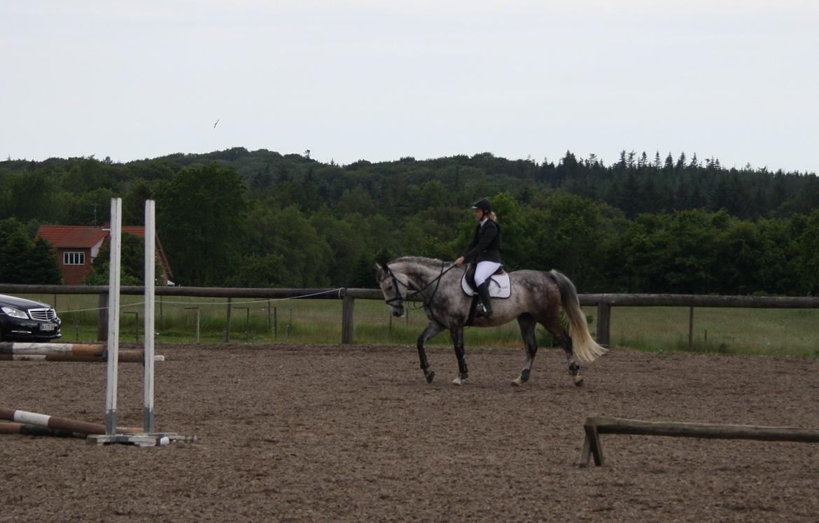 Anden særlig race Cara - SOLGT billede 36