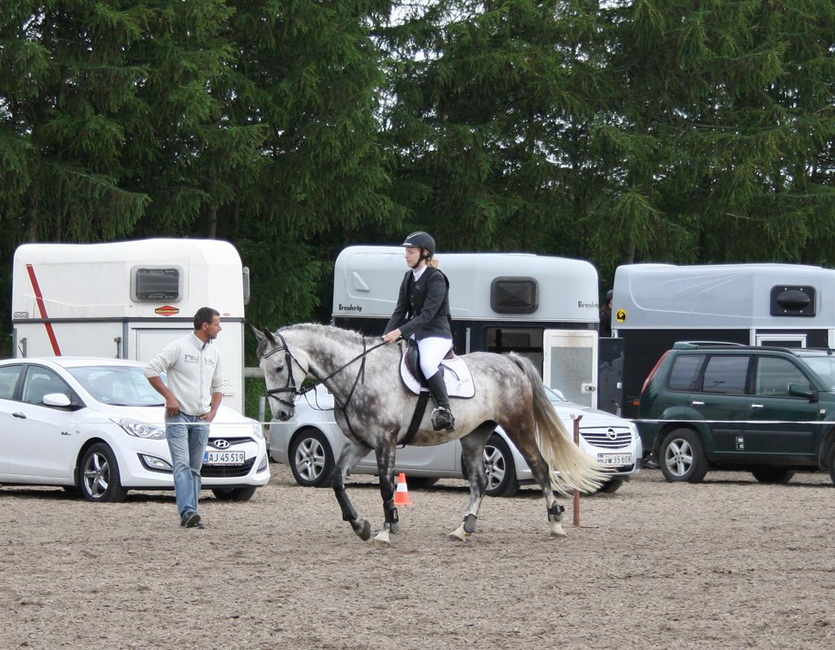 Anden særlig race Cara - SOLGT billede 37