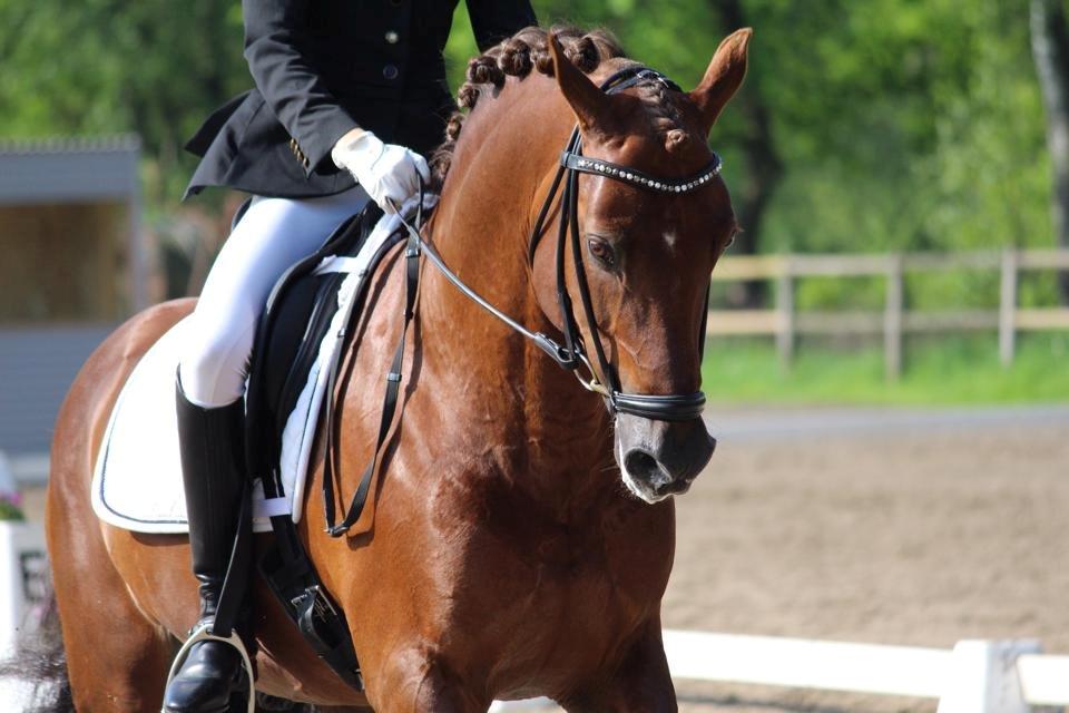 Tysk Sportspony Holsteins Wellness A-pony - B-stævne Herning billede 4