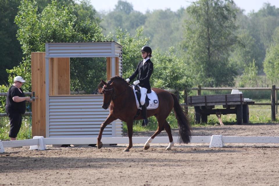 Tysk Sportspony Holsteins Wellness A-pony billede 5