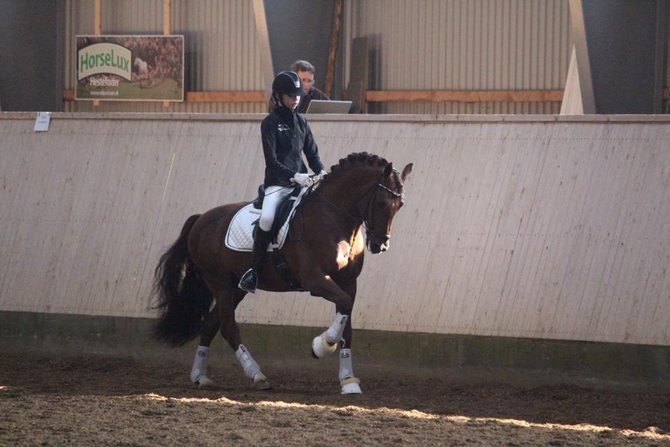 Tysk Sportspony Holsteins Wellness A-pony - Opvarmning- B stævne i Herning billede 3