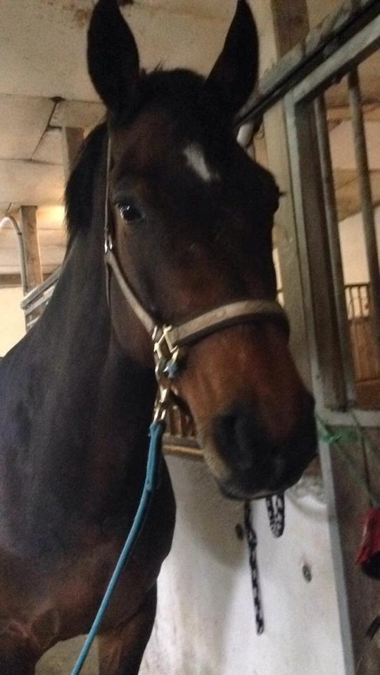 Holstener Lucern - nyt billede 16