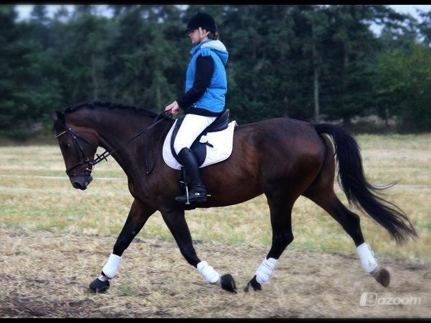 Holstener Lucern - stævne
taget af charlotte hoyer billede 17