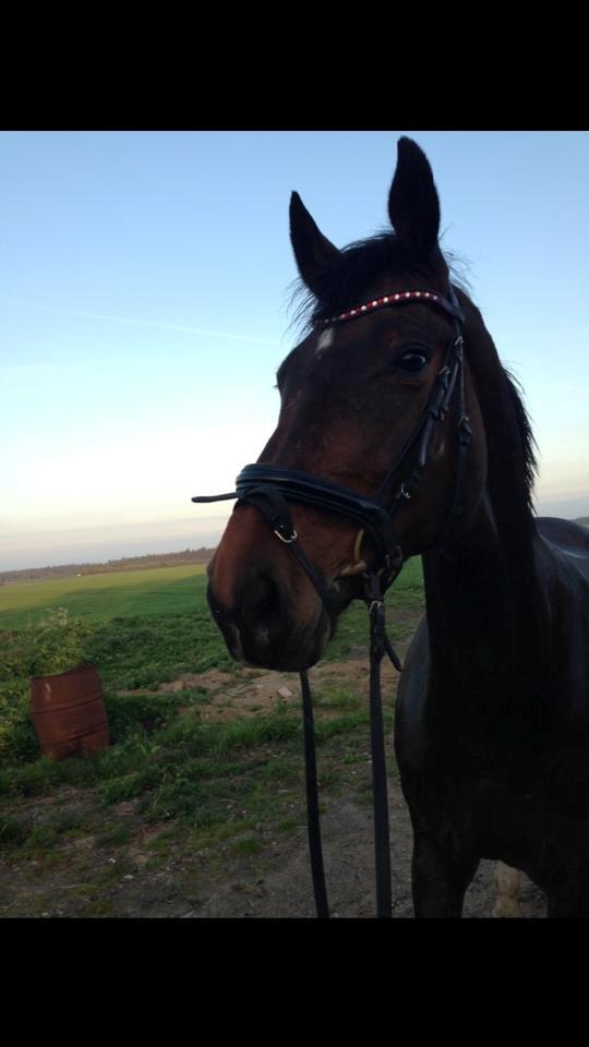 Holstener Lucern billede 19