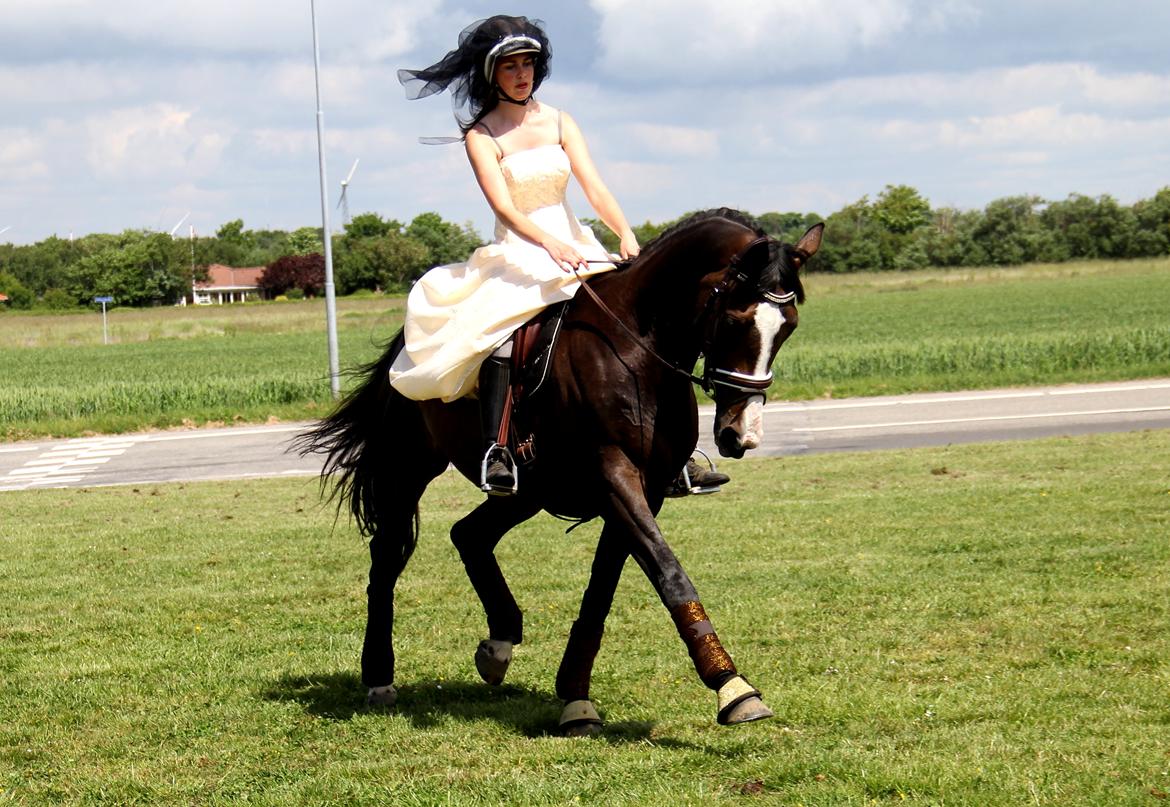 Dansk Varmblod FLINTEGÅRDENS GRANDESSA - Sidste opvisning og ridetur på FU... billede 9