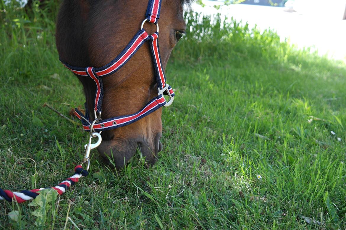 Anden særlig race Robert billede 5