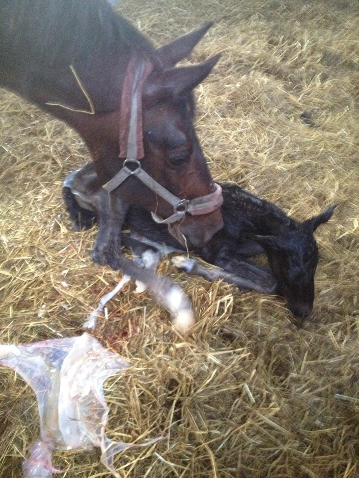 Pinto Exner's Athene - Lige kommet til verden billede 2