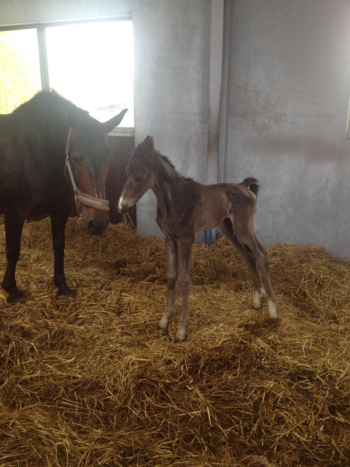 Pinto Exner's Athene - Er lige ved at finde ud af, hvordan de lange ben fungere :) billede 3