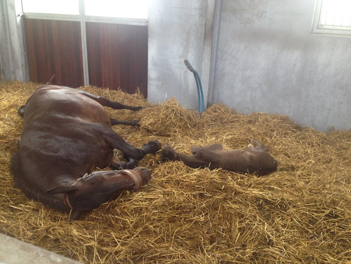 Pinto Exner's Athene - Putter sammen med mor :) billede 4