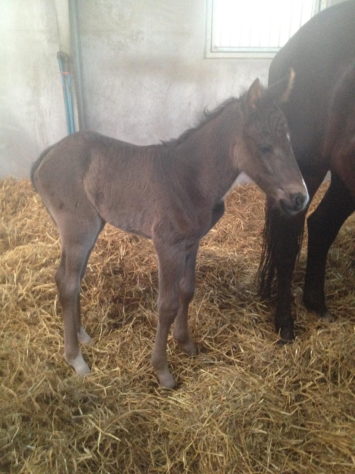 Pinto Exner's Athene - 1 dag gammel. billede 5