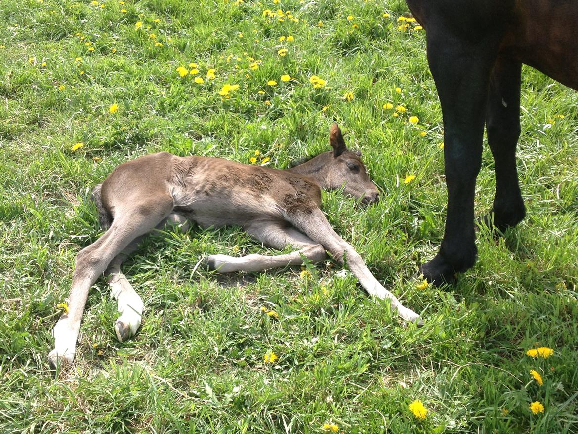 Pinto Exner's Athene - Ude for første gang, så man bliver hurtigt træt ved alle de nye indtryk. billede 6