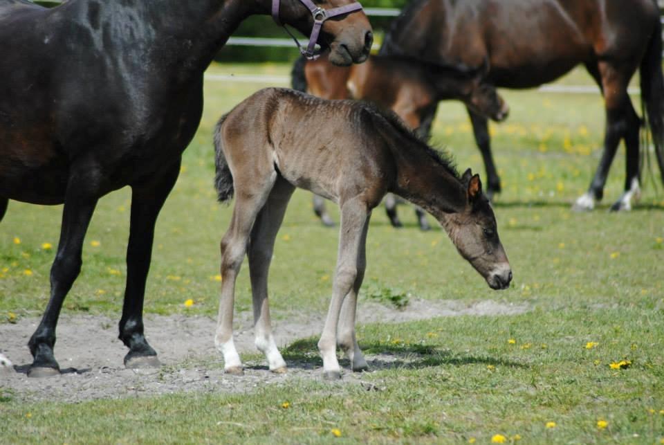 Pinto Exner's Athene billede 7