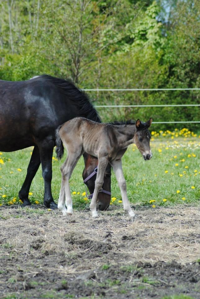 Pinto Exner's Athene billede 8