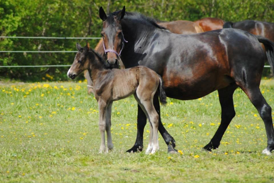 Pinto Exner's Athene billede 9