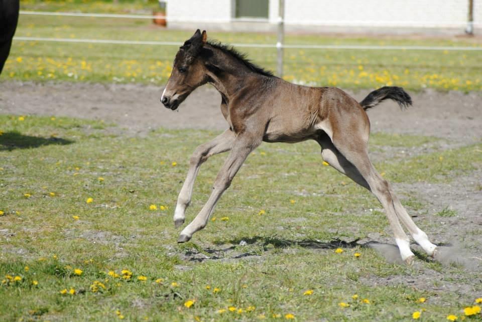 Pinto Exner's Athene - Fuldfart fremad!! billede 10