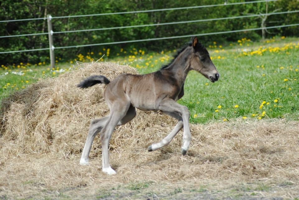 Pinto Exner's Athene billede 11
