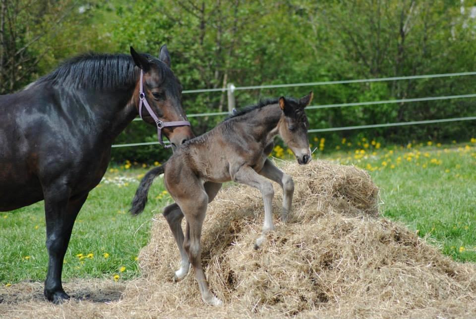 Pinto Exner's Athene billede 12