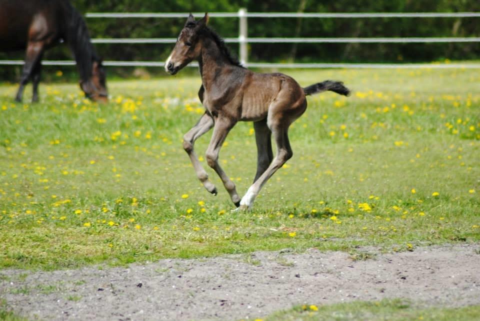 Pinto Exner's Athene billede 13