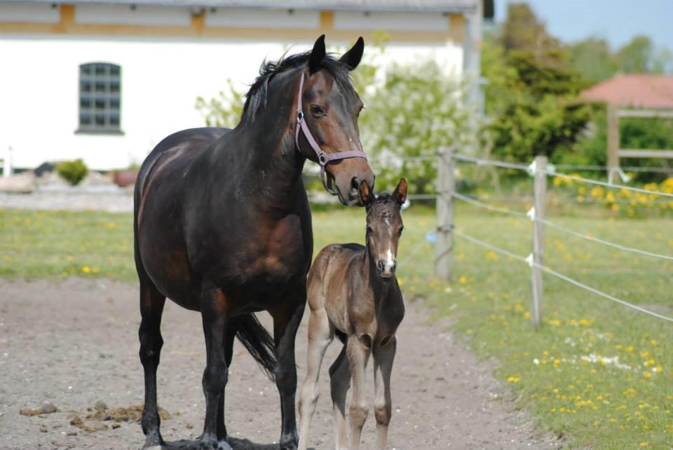 Pinto Exner's Athene billede 1