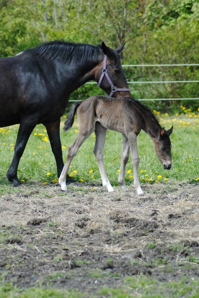 Pinto Exner's Athene billede 14
