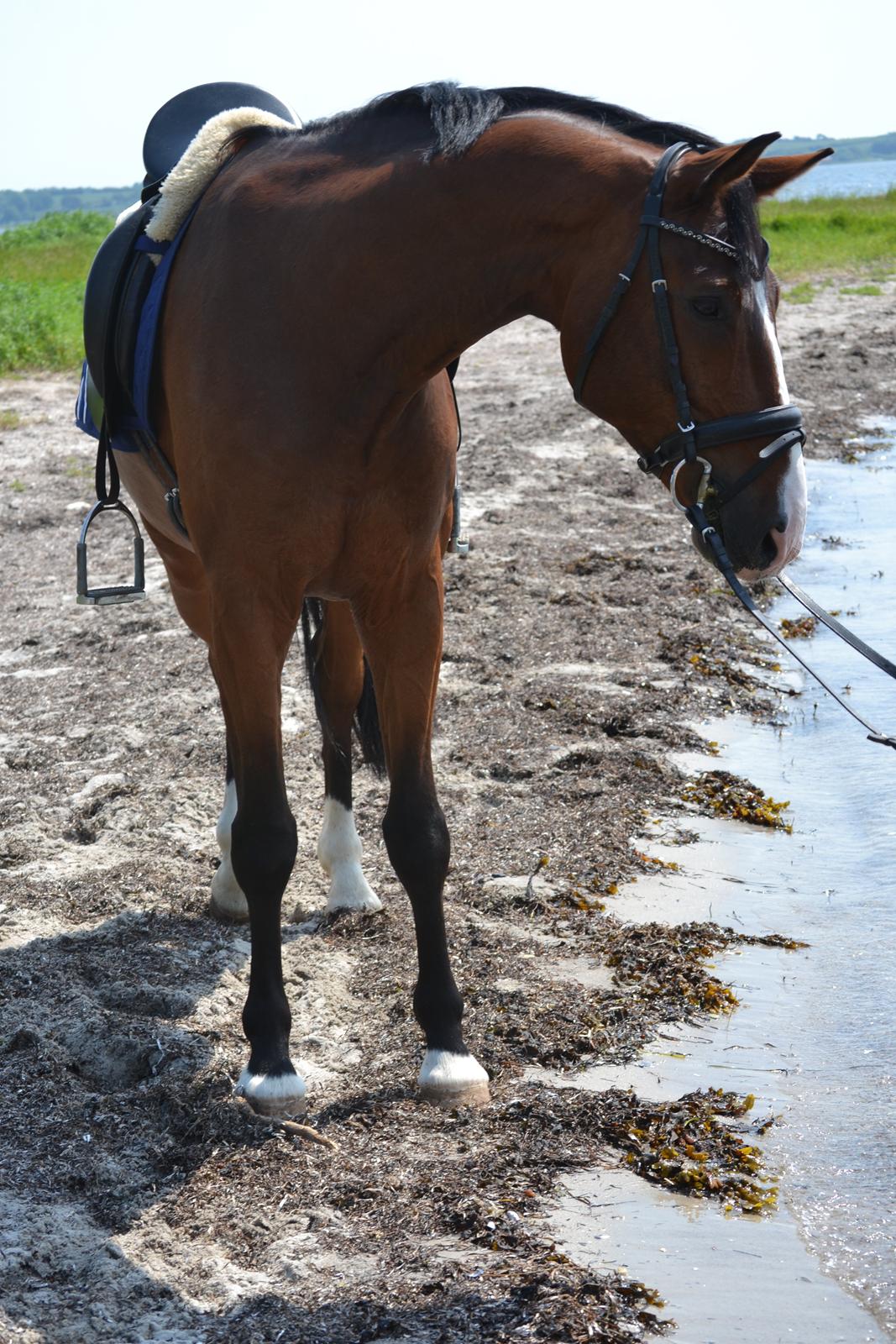 Westfaler Fleaubert von Florencio - Ved vandet billede 19