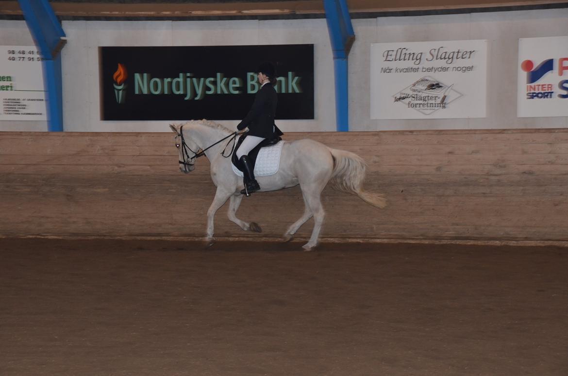 Anden særlig race Skovengens molly billede 9