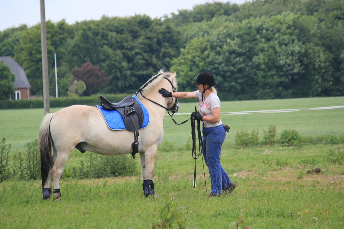 Fjordhest Rimbo Møldrup - Ros til en dygtig Rimbo! :-D billede 15