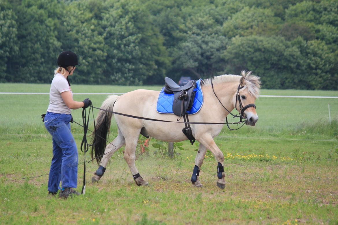 Fjordhest Rimbo Møldrup - Han går jo helt afslappet. Tilridning 2014. billede 3