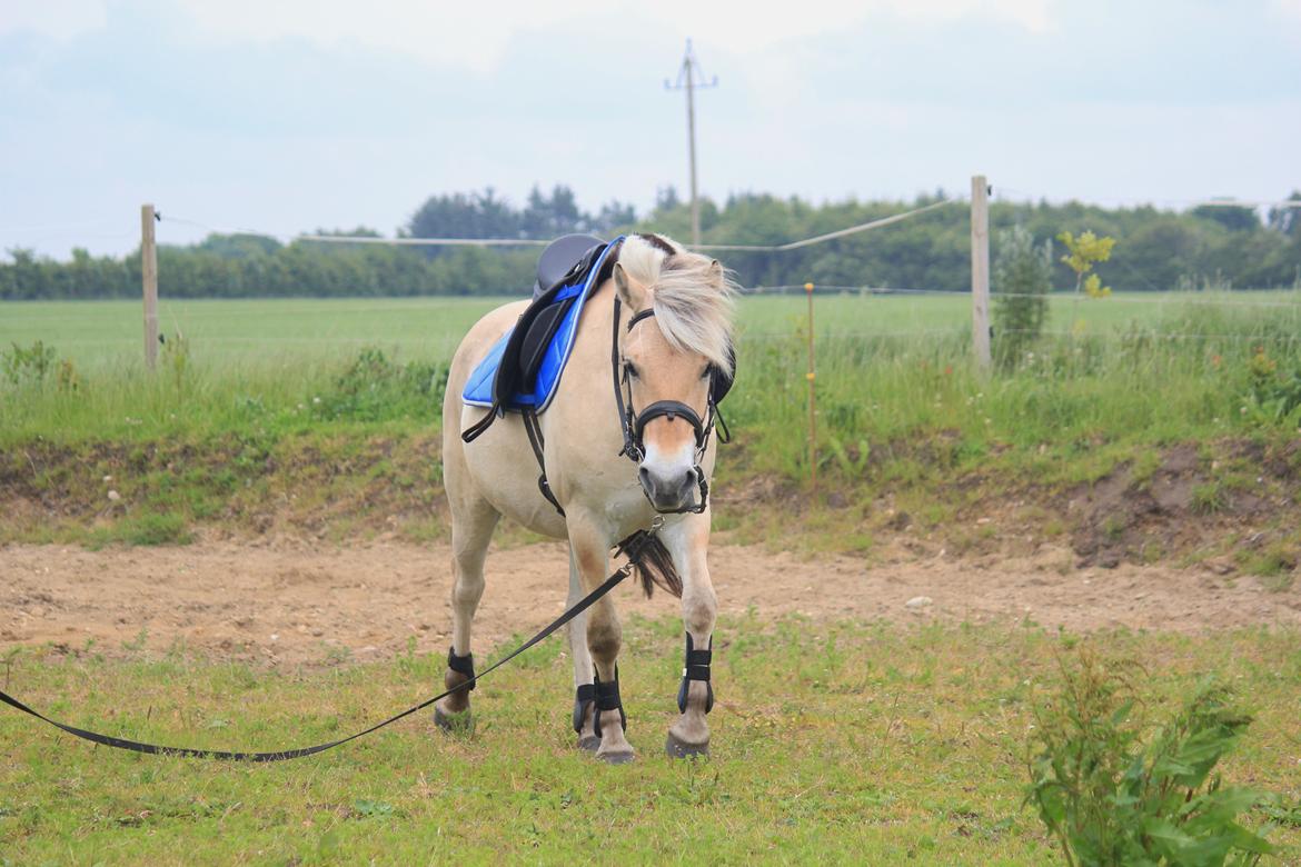 Fjordhest Rimbo Møldrup - En småtræt Rimbo, efter sin første tur i longen! billede 11