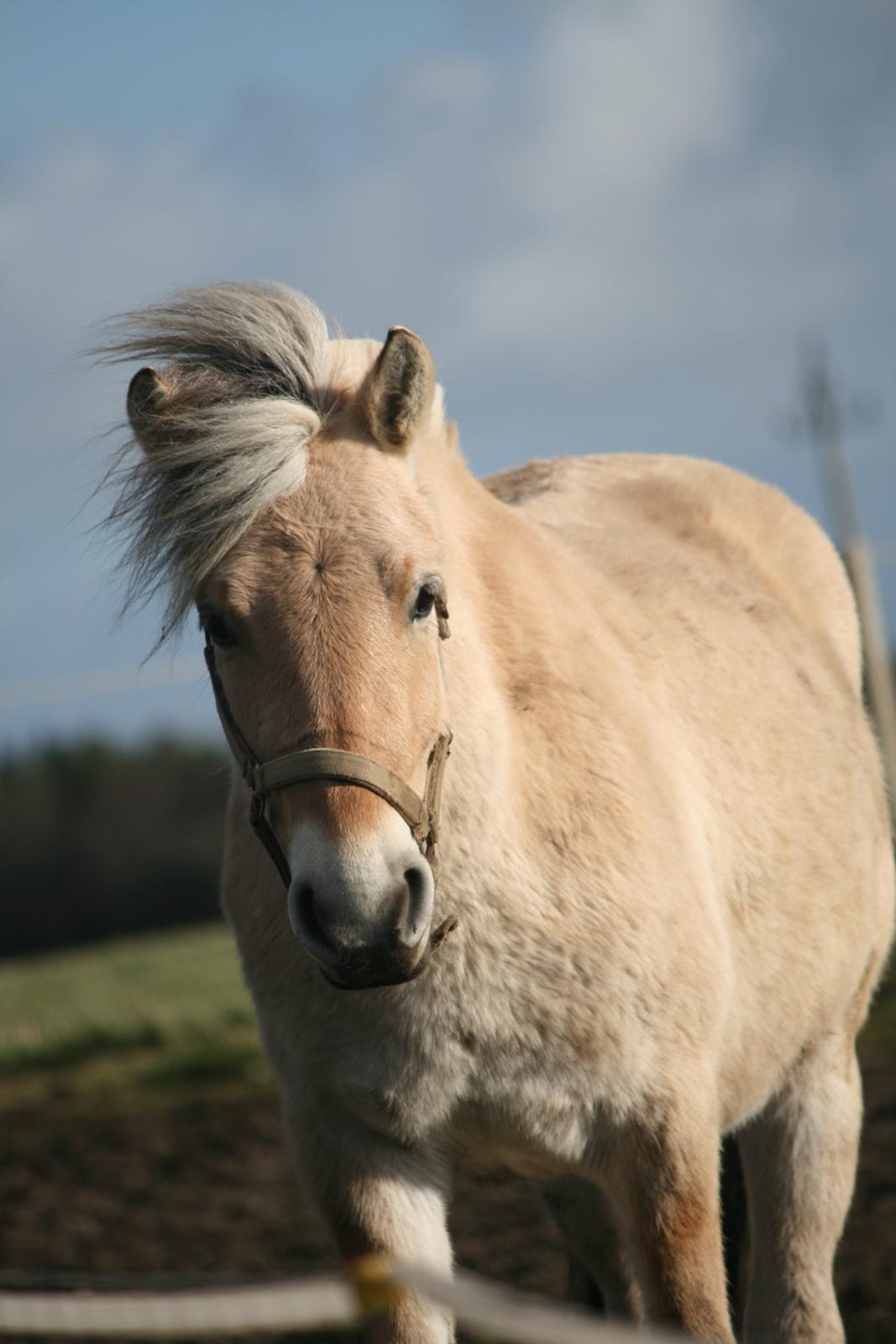 Fjordhest Rimbo Møldrup billede 2