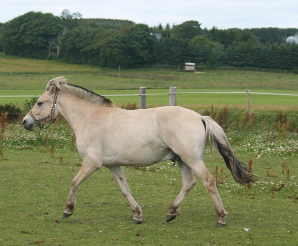 Fjordhest Rimbo Møldrup - Trav på folden sommeren 2013. billede 13