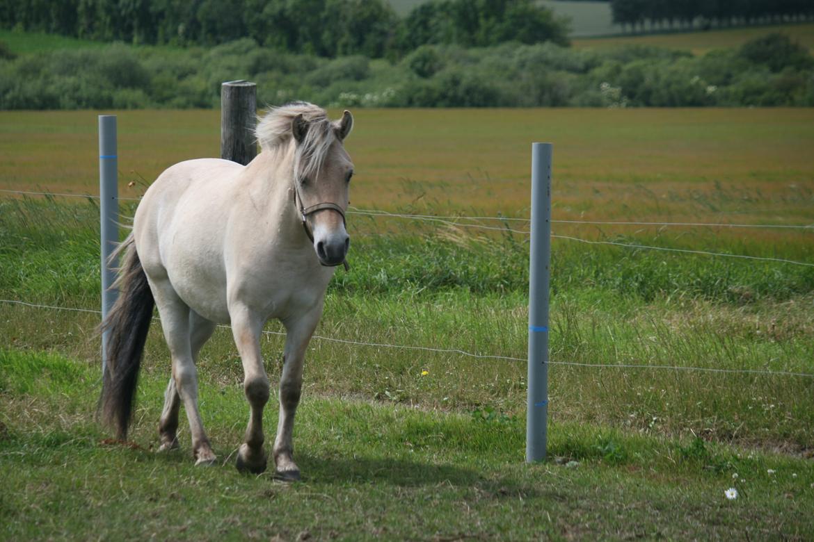 Fjordhest Rimbo Møldrup - Smukke Rimbo på folden 2013. billede 20