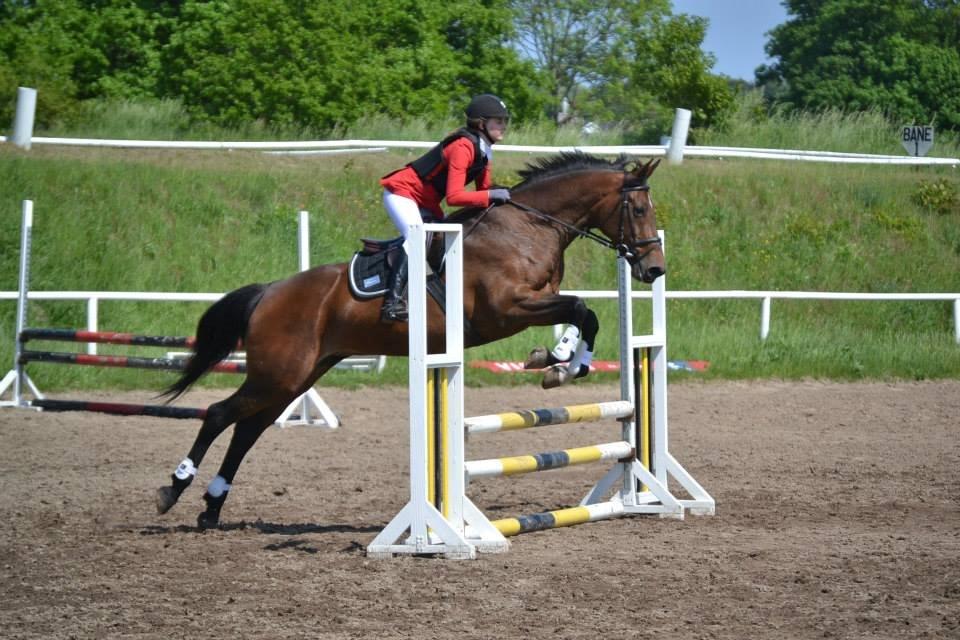 Dansk Varmblod Likka - Foto - Izabella Madsen billede 1
