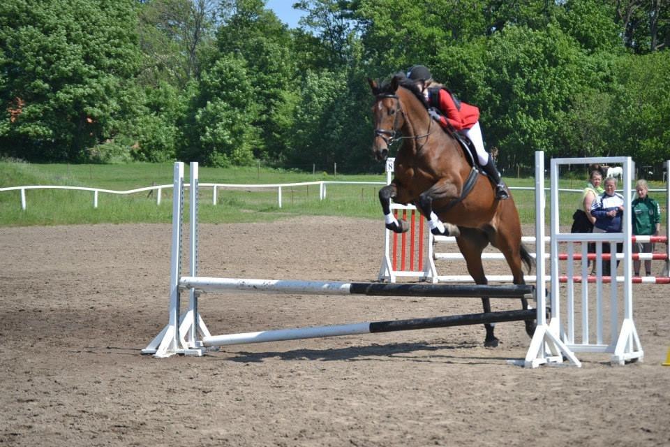 Dansk Varmblod Likka - Foto - Izabella Madsen billede 2