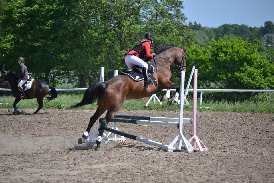 Dansk Varmblod Likka - Foto - Izabella Madsen billede 3