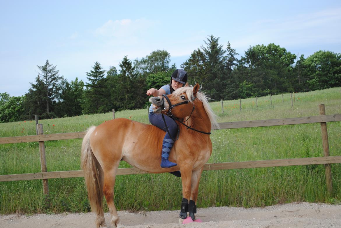 Haflinger Angelica Møllehøjgård billede 15