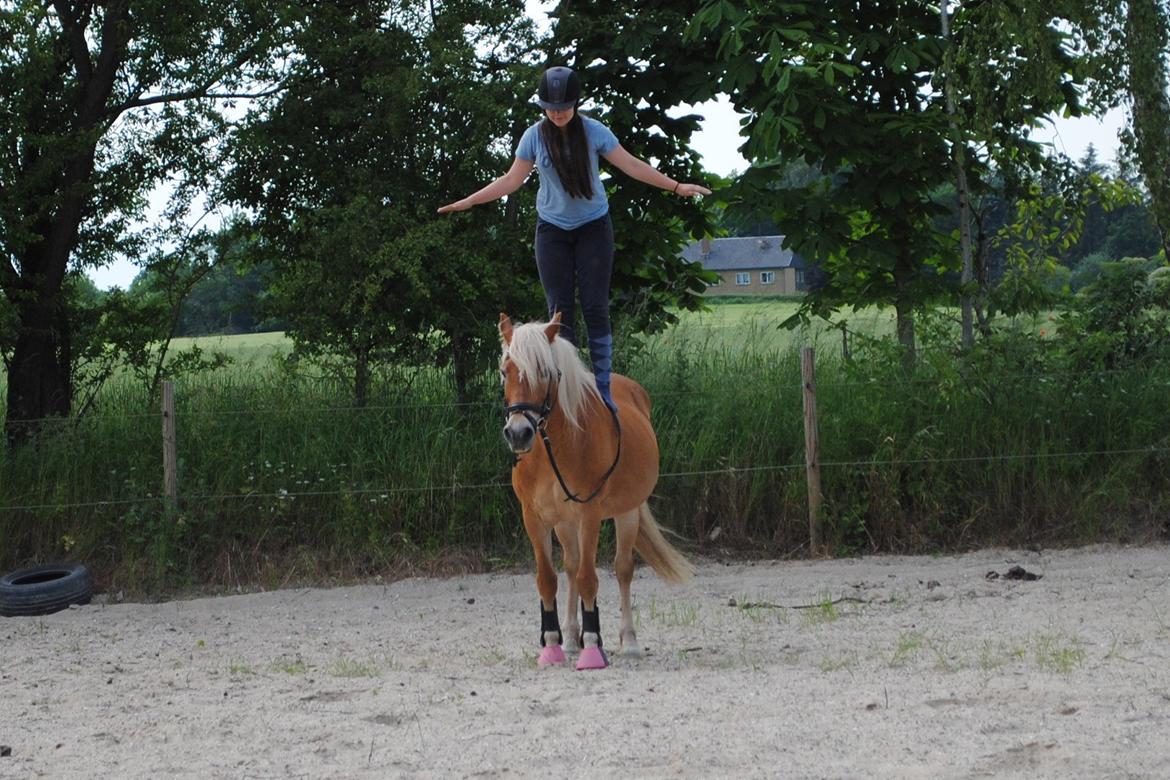 Haflinger Angelica Møllehøjgård billede 16