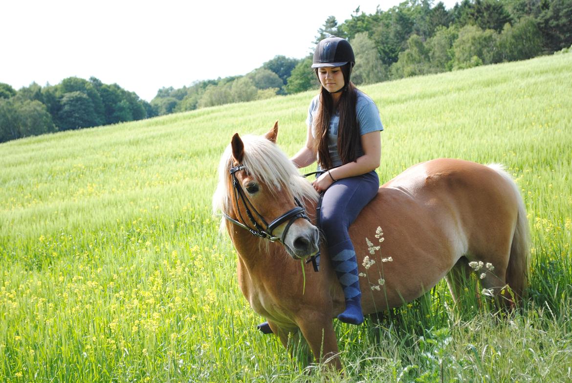 Haflinger Angelica Møllehøjgård billede 18