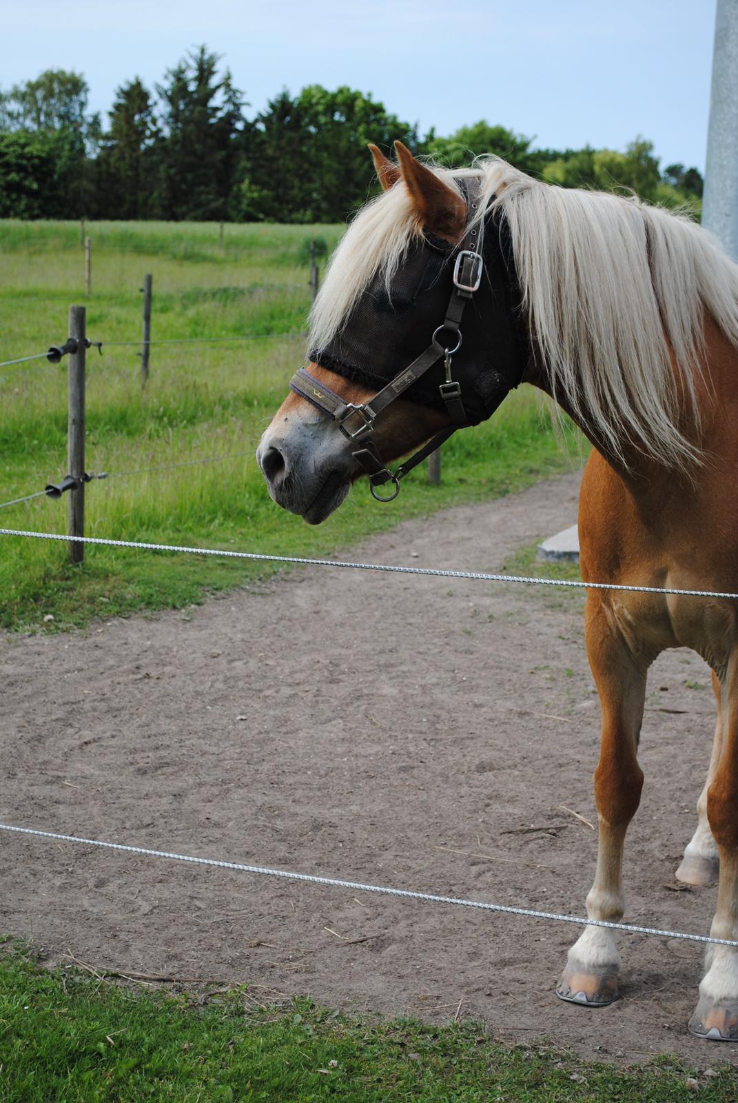 Haflinger Angelica Møllehøjgård billede 20