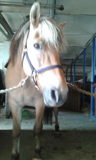 Anden særlig race Ronja Mussen billede 13